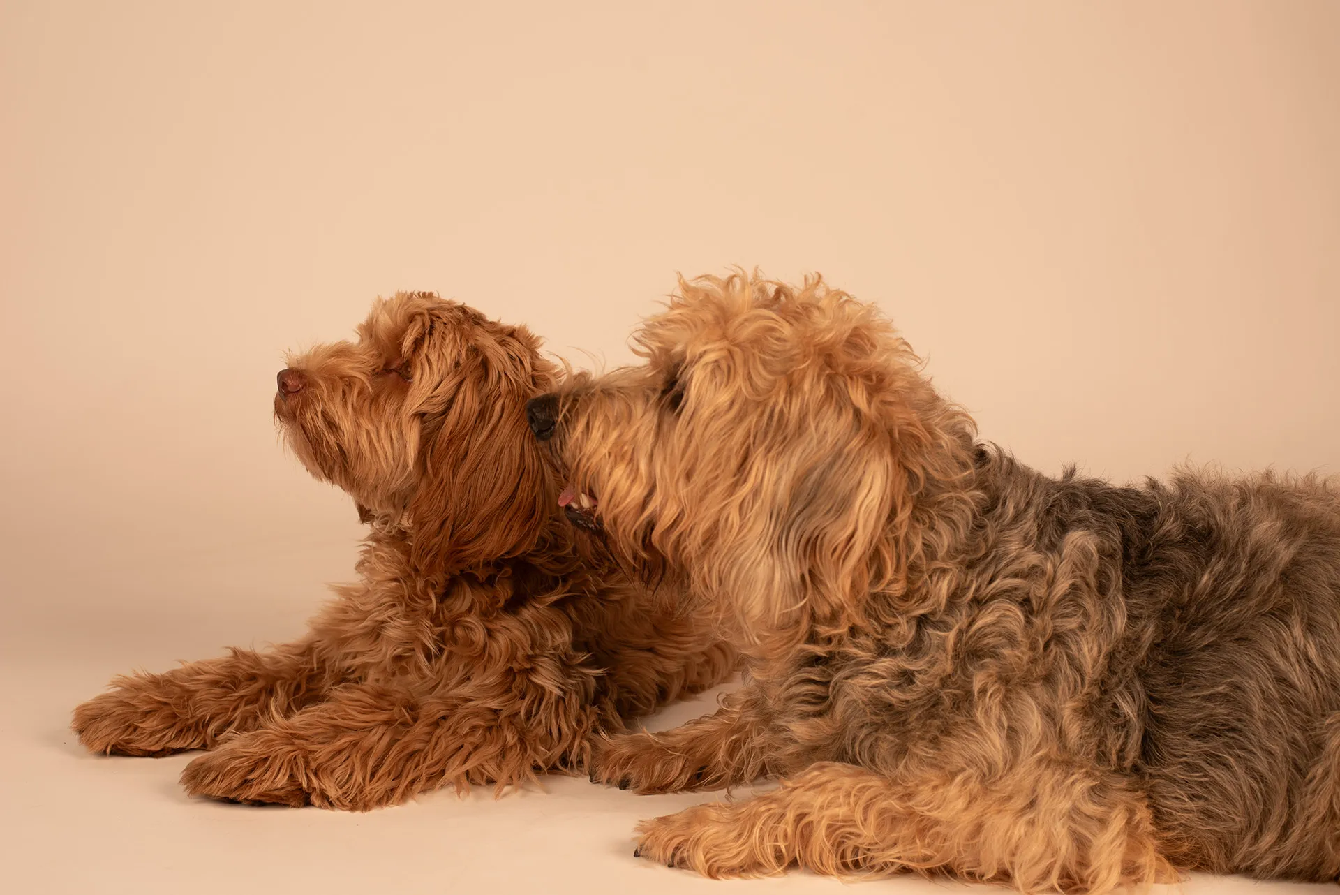 Twee honden met krullend haar liggen zij aan zij op een neutrale achtergrond.