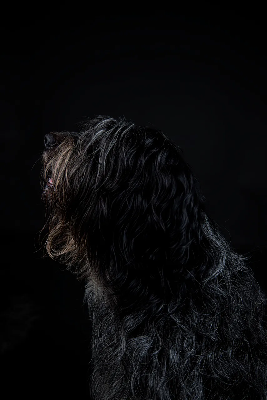 Een zwart harige hond is te zien in profiel tegen een donkere achtergrond.