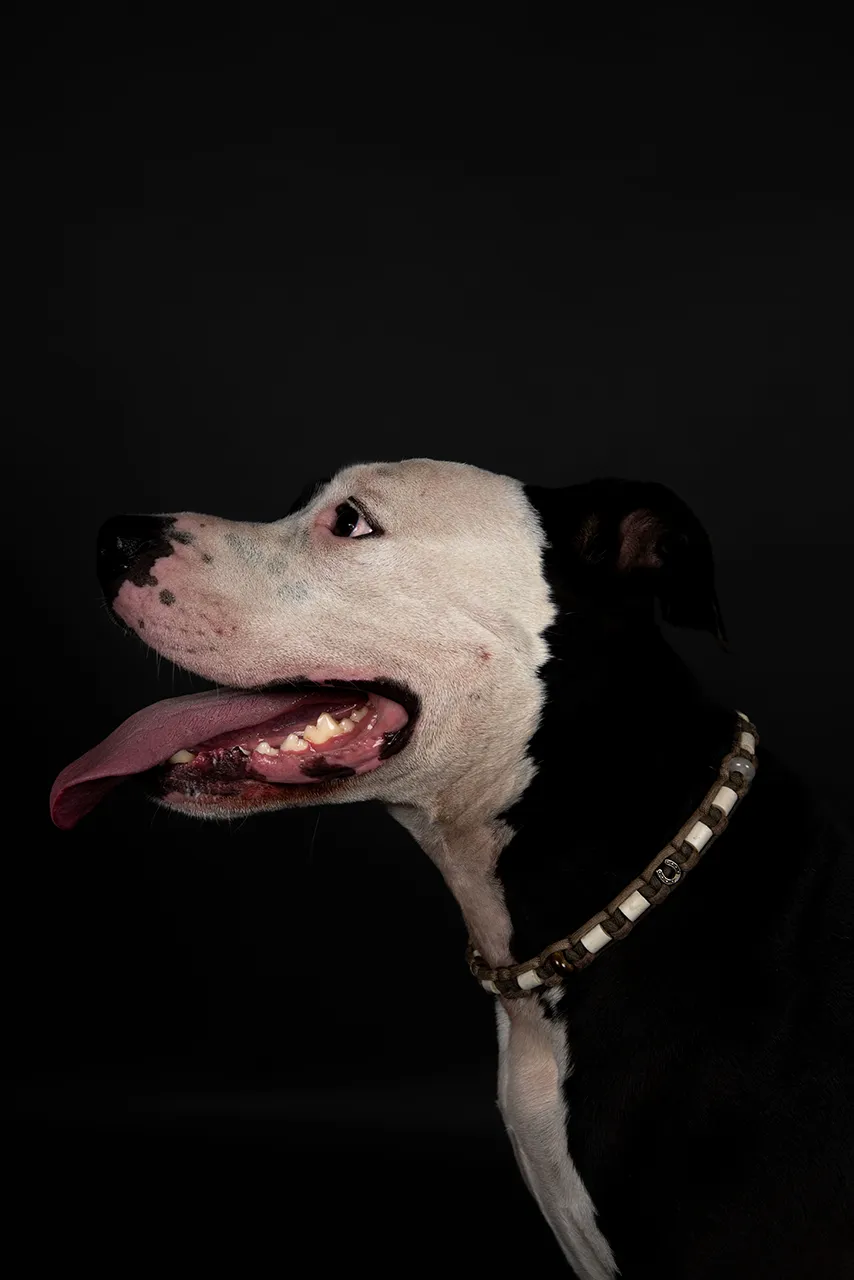Een zwart-witte hond met een lange tong en een halsband is tegen een donkere achtergrond afgebeeld.