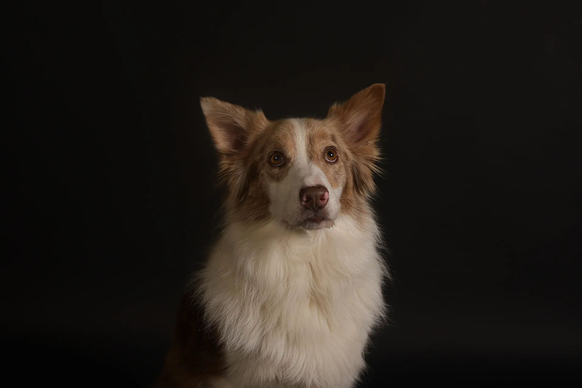 Een hond met een vacht in verschillende tinten bruin en wit kijkt recht in de camera tegen een donkere achtergrond.