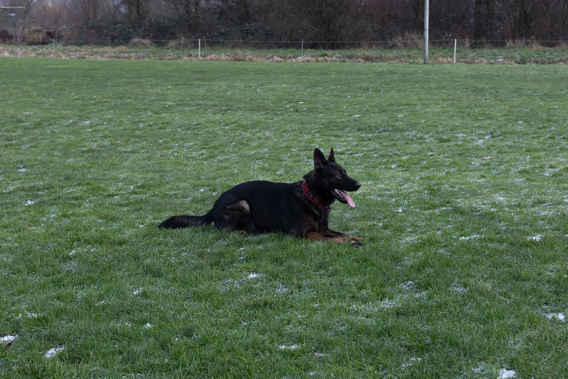 Een zwarte hond ligt op een grasveld met een lichte sneeuwbedekking.