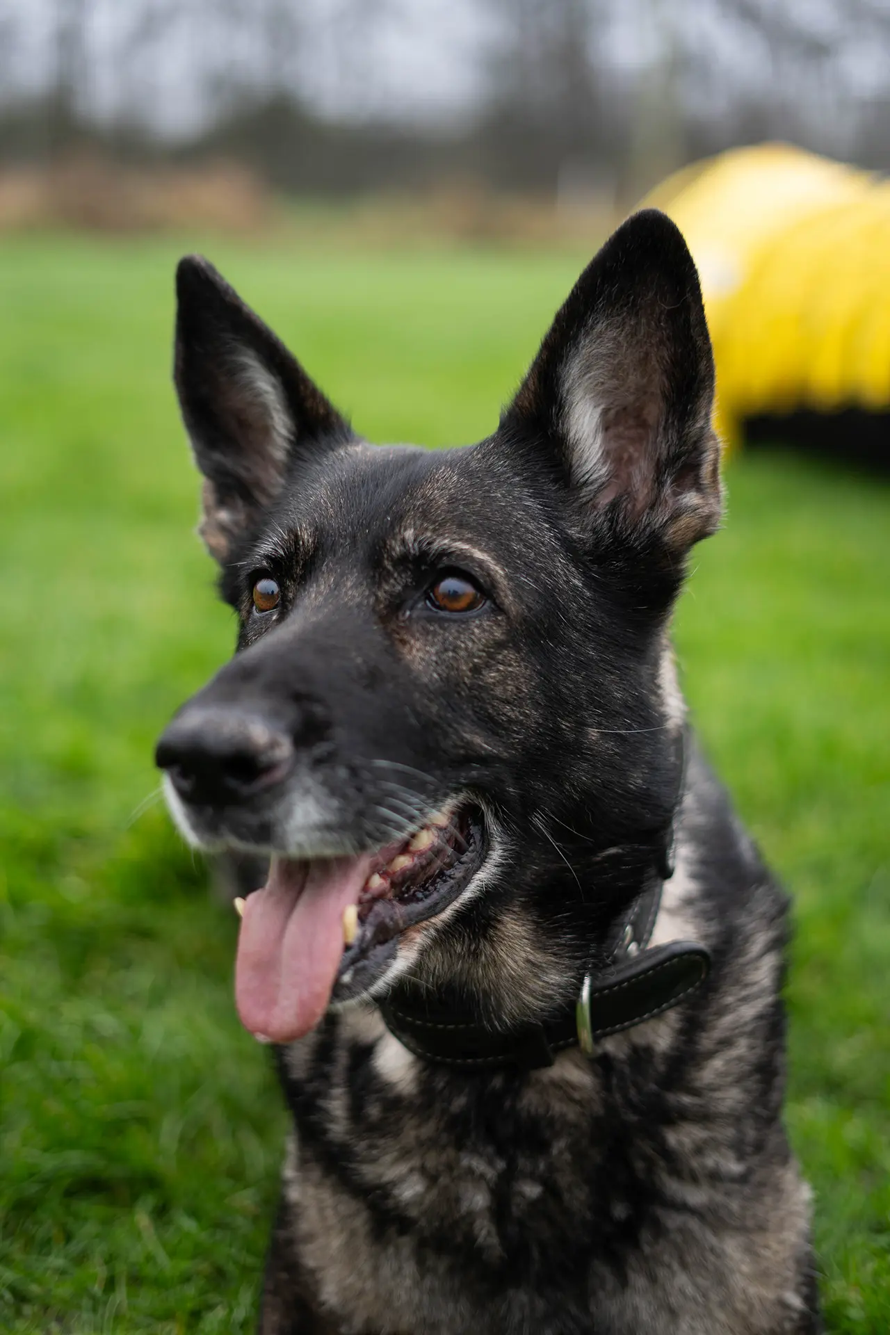 Een zwart-bruin gevlekte hond met een scherpe uitstraling staat op een groene grasmat.
