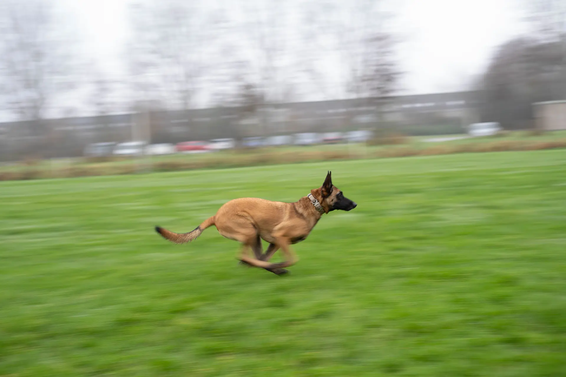 Een snelle hond rent over een groen grasveld.