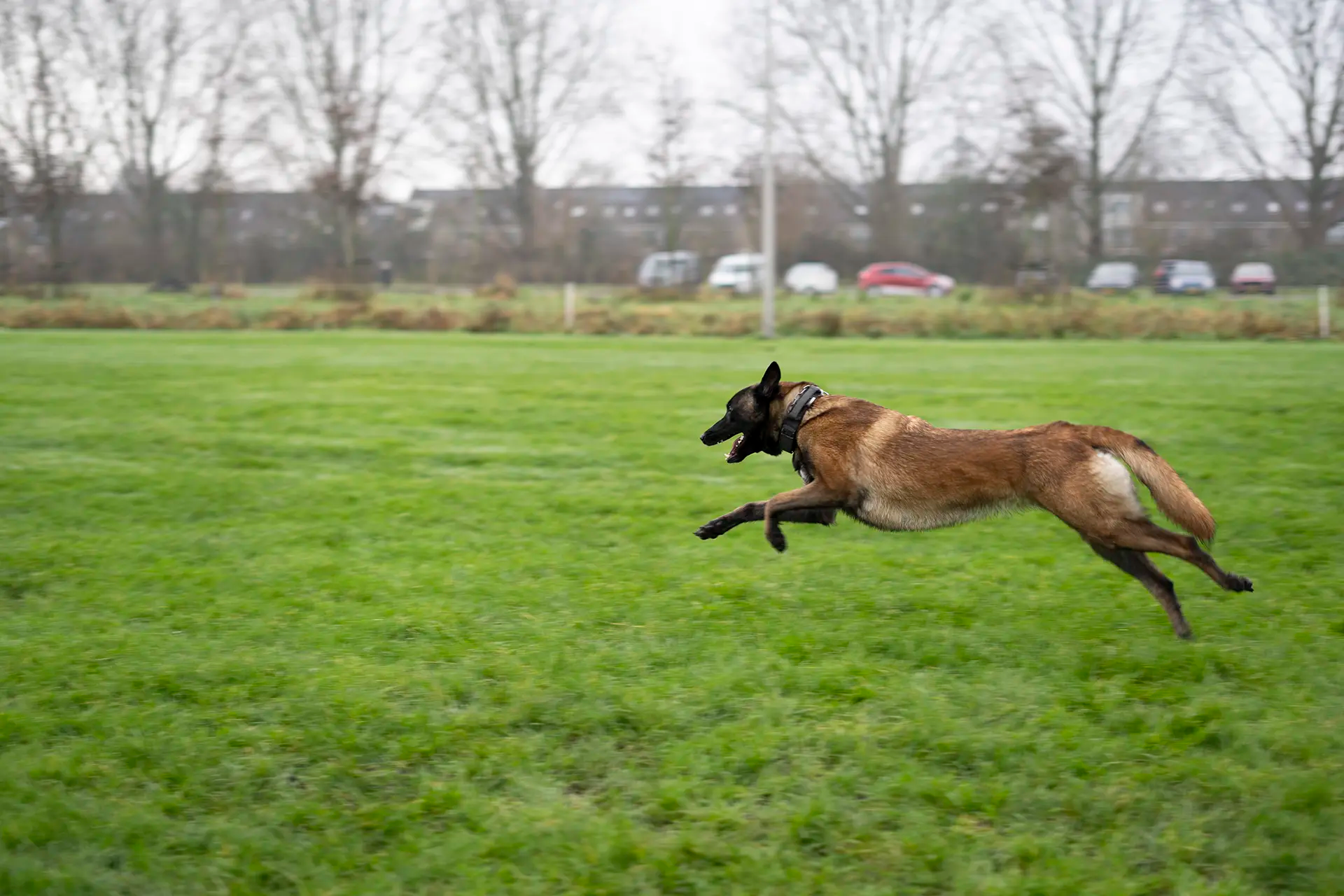 Een hond rent enthousiast over een groen veld.