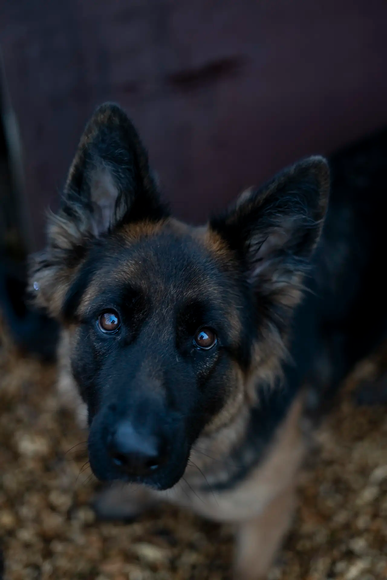 Een volwassen hond met een donkere vacht en opvallende bruine ogen kijkt recht in de camera.